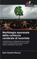 Morfologia neuronale della corteccia cerebrale di lucertola