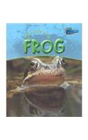 The Life of a Frog