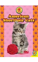 American Shorthair Cats