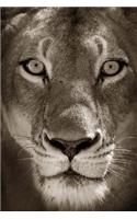 Lioness in Black and White Journal: 150 page lined notebook/diary