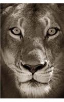 Lioness in Black and White Journal