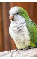 Monk Parakeet (Myiopsitta Monachus) Bird Journal: 150 page lined notebook/diary
