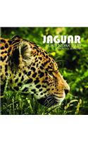 Jaguar Calendar 2019