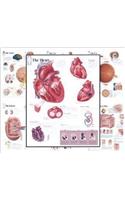 Body Organ Wall Chart Set of 7