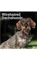 Dachshunds, Wirehaired 2020 Square Wall Calendar