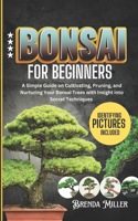 Bonsai for beginners
