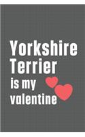 Yorkshire Terrier is my valentine: For Yorkshire Terrier Dog Fans