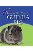 Guinea Pig