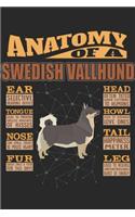 Anatomy Of A Swedish Vallhund