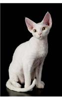 Devon Rex