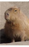 Cute Capybara Close Up Portrait Animal Journal: 150 Page Lined Notebook/Diary