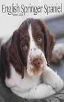 ENGLISH SPRINGER SPANIEL PUPPIES M 2020