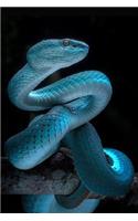 Snake Notebook: Blank Lined Journal, Softcover (6x9 Inches) with 100 Pages