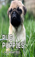 Pug Puppies Calendar 2021