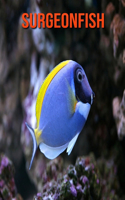 Surgeonfish: Fun Facts & Cool Pictures