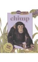 Chimpanzee