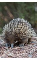 Echidna (Spiny Anteater) on a Walk Journal: 150 Page Lined Notebook/Diary