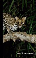 brazilian ocelot