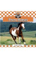 Pinto Horses