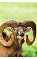 Moufllon Wild Sheep Says Hello Journal: 150 Page Lined Notebook/Diary
