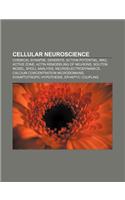 Cellular Neuroscience: Chemical Synapse, Dendrite, Action Potential, Ikk2, Active Zone, Actin Remodeling of Neurons, Soliton Model(English)