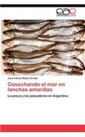 Cosechando el mar en lanchas amarillas