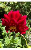 Dahlia