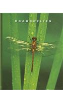 Dragonflies