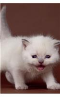 British Kitten July Notebook, Diary, journal. Productivity Work Planner & Idea Notepad