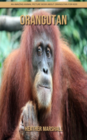 Orangutan