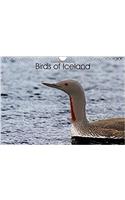 Birds of Iceland 2017