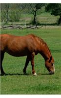 2020 Weekly Planner Horse Photo Equine Grazing Chestnut 134 Pages