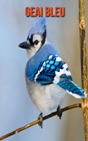 Geai Bleu: Informations Etonnantes & Images