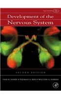 Development Of The Nervous System