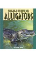 Waiting Alligators