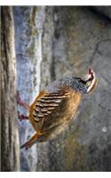 A Partridge Bird on a Rock Journal