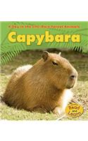 Day in the Life Rain Forest Animals Capybara
