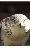 Intense Hawk Portrait Bird Journal: 150 Page Lined Notebook/Diary