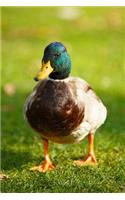 A Mallard Duck on the Grass Journal