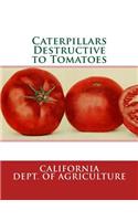 Caterpillars Destructive to Tomatoes