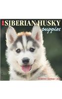 Just Siberian Husky Puppies 2020 Wall Calendar (Dog Breed Calendar)