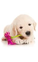 Golden Retriever Notebook