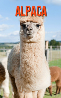 Alpaca