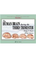 Human Brain During the Third Trimester