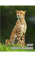 2020 Weekly Planner: Cheetah - Acinonyx jubatus - 2020 Weekly Calendar - 12 Months - 107 pages 8.5 x 11 in. - Planner - Diary - Organizer - Agenda - Appointment - Half S