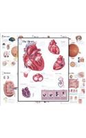 Body Organ Wall Chart Set