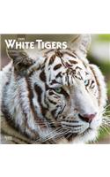 White Tigers 2020 Square