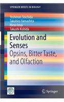 Evolution and Senses