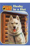 Husky in a Hut