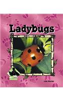 Ladybugs: (Animal Kingdom)